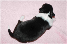 tricolour Hündin