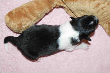 tricolour Rüde
