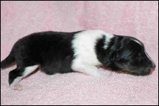 tricolour Rüde