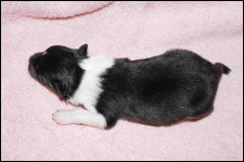 tricolour Rüde