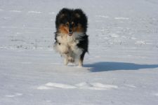 Der König des Schnee's