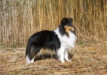 tricolour Rüde