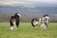 Glory und Halbbruder Teddy 