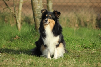 'Lady' mit drei Jahren