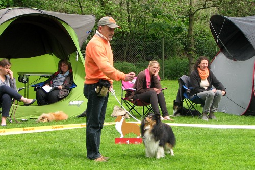 Glory auf der Sheltie-Spezialzuchtschau in Groß-Linden