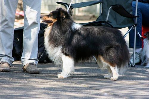 Glory auf der SRA Rödermark